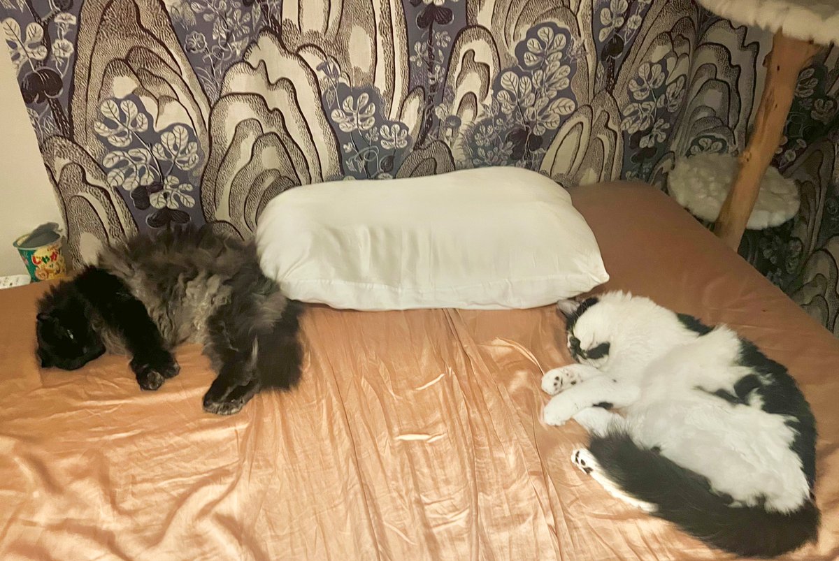 ネコネコさん専用ページ ねこさん ネコネコ 猫さん 猫さん Buy ZX 700