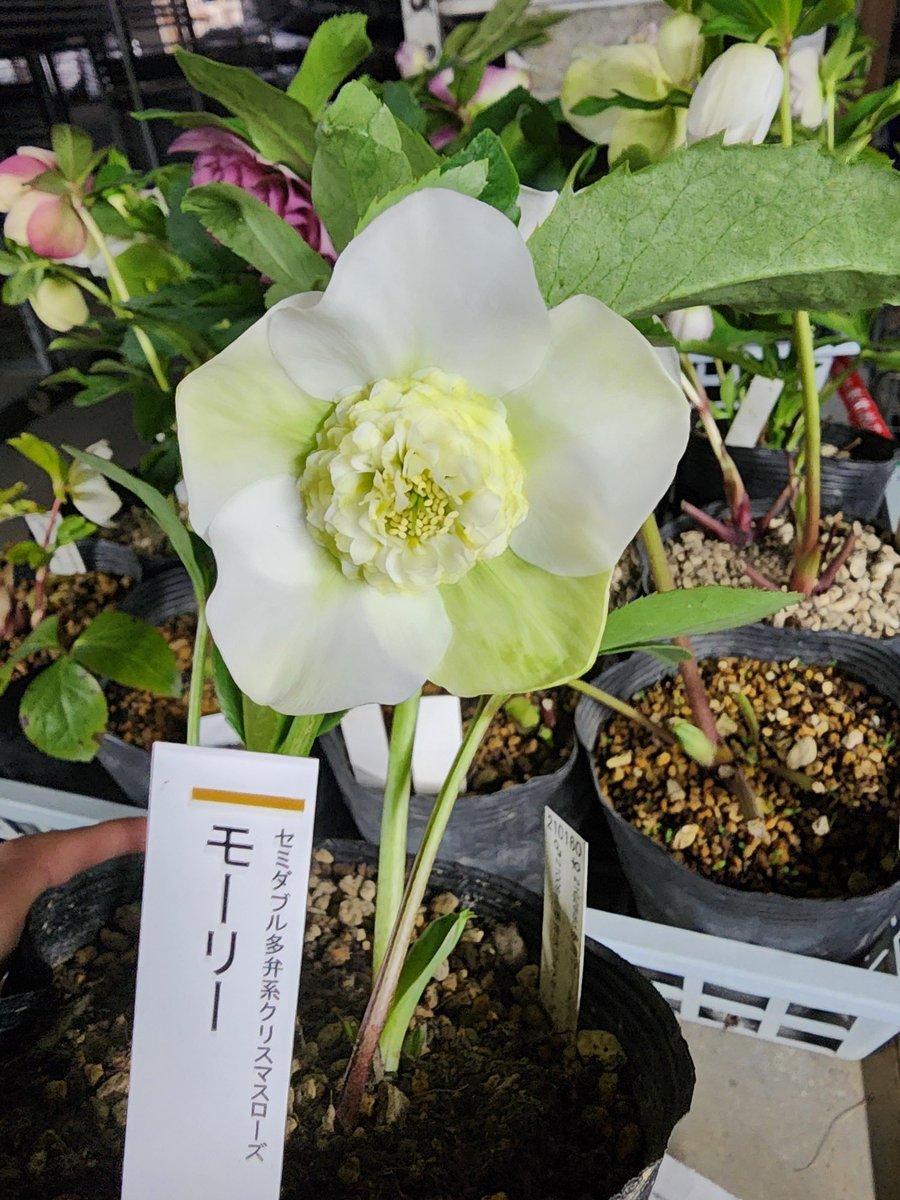 ガーデンセンター瑞穂店】 ～クリスマスローズ入荷情報～ ＃加藤農園