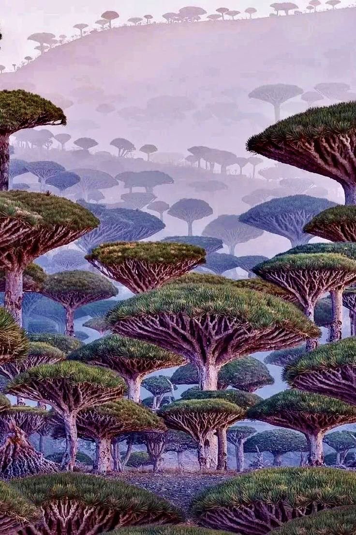 The Socotra Island in Yemen has long been a land of mystery