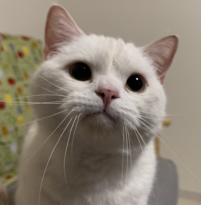 Post by 月としらたま on X: んっ‼️