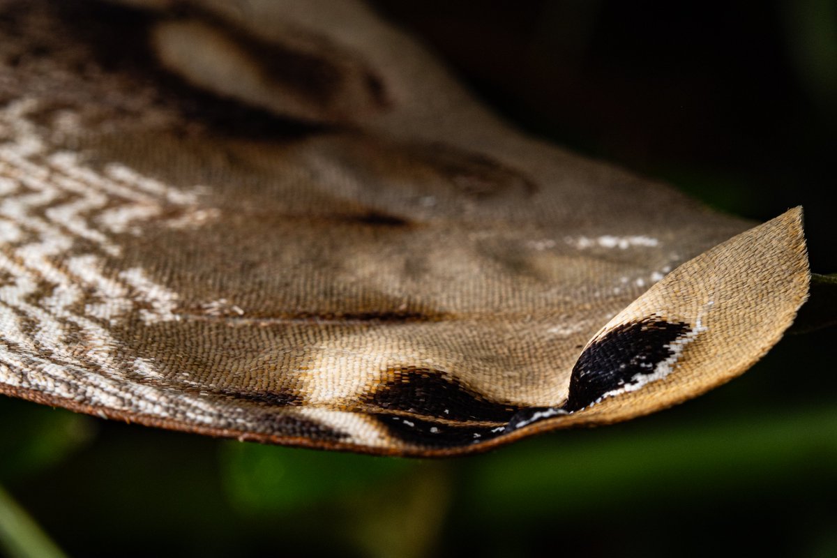 Dactyloceras lucina いわゆるアフリカオオイボタガの一種。ヤガ屋的に