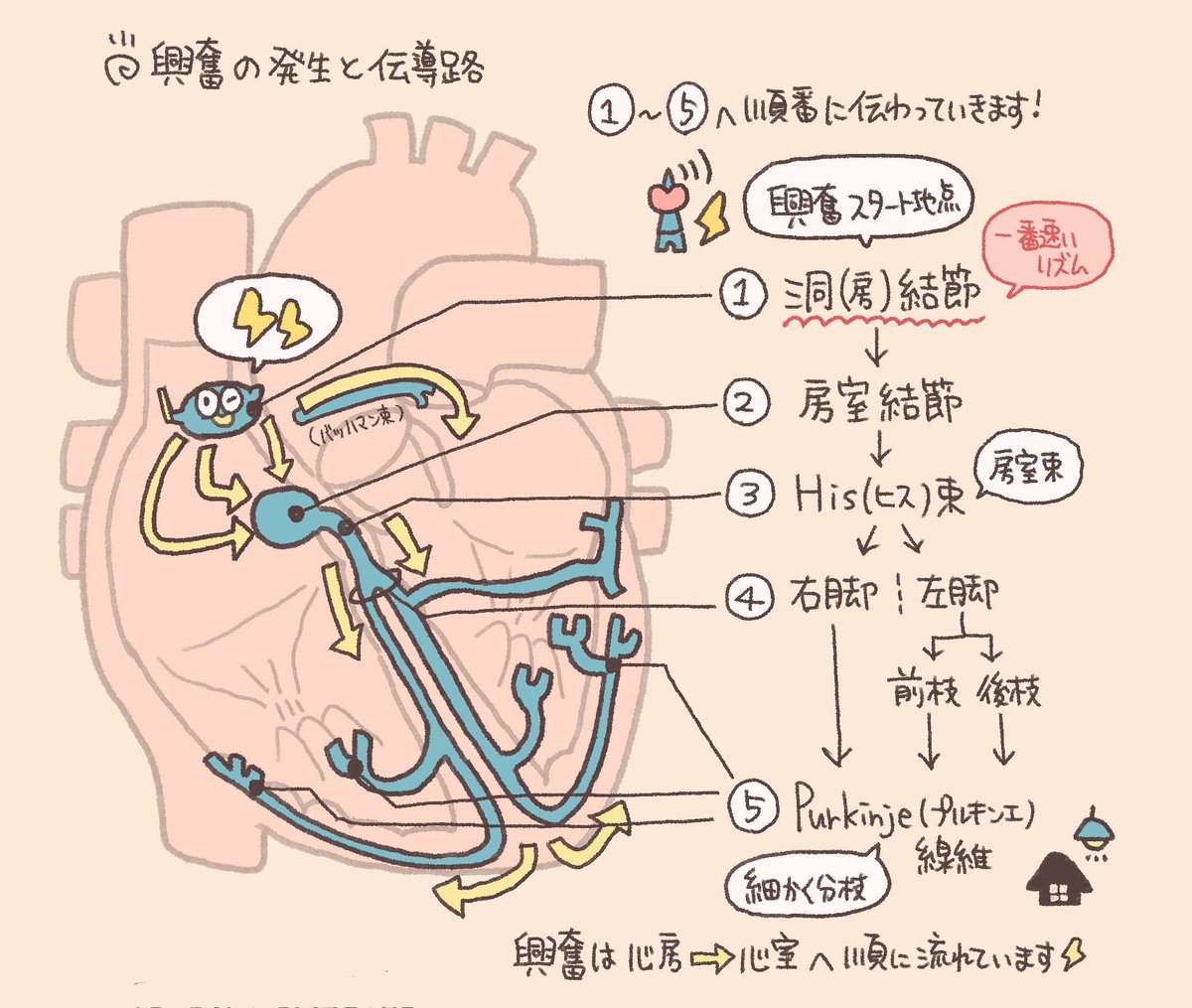 心臓-刺激伝導系-】 心臓の興奮はどうやって伝わるの？ 一番速いリズム