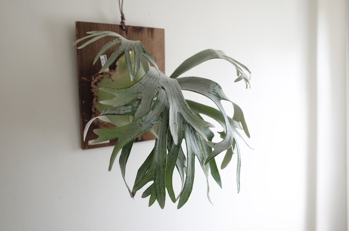 ビカクシダ #ビカクシダE-1 #platycerium #gr2