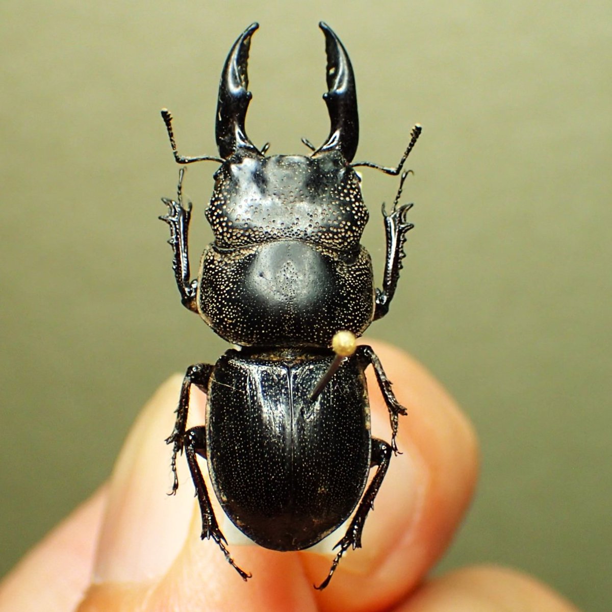 これは30㎜を越えるタスマニア島の面白いクワガタ、 カタハリクワガタ