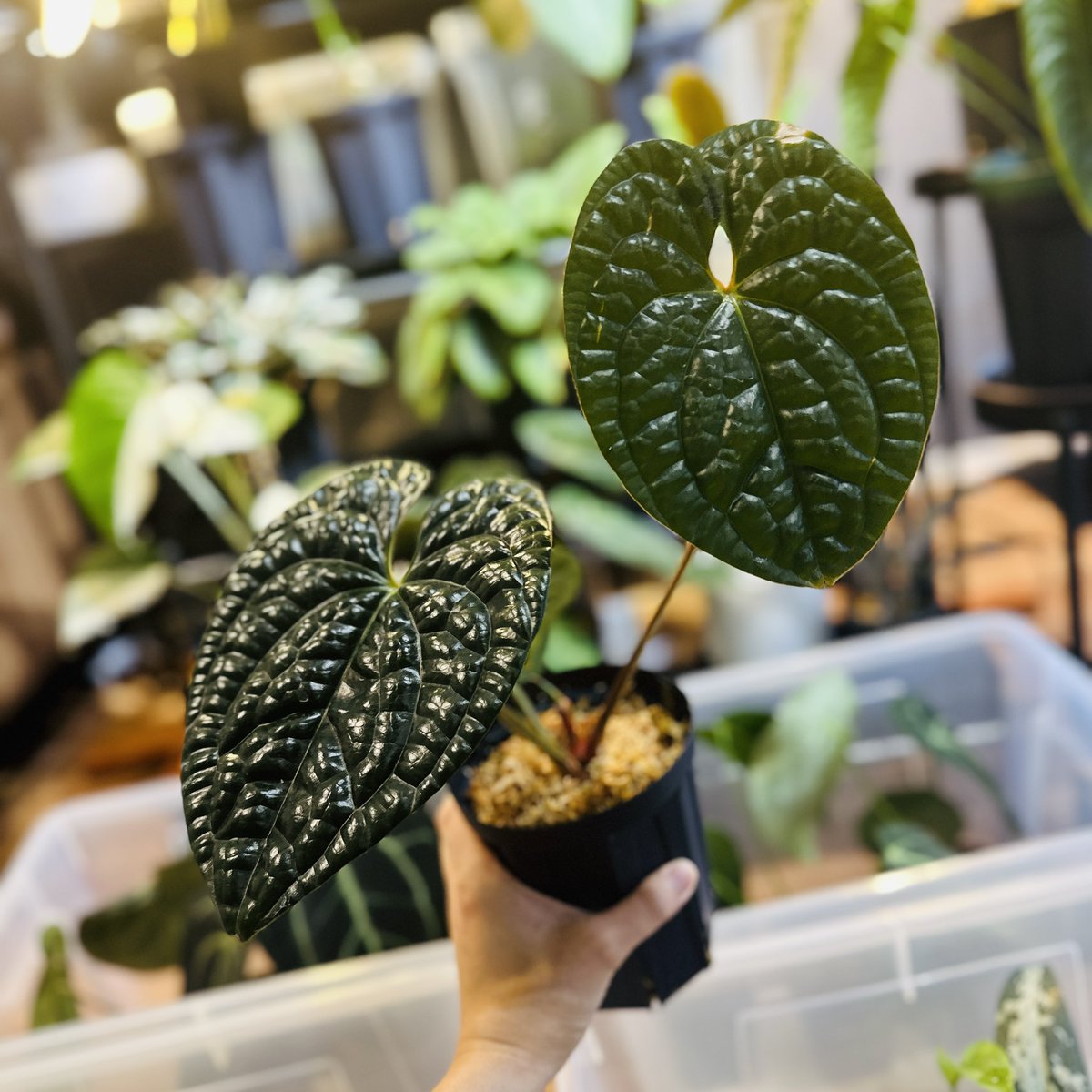 ③ルクスリアンス Anthurium luxurians 葉がボコボコな特徴の