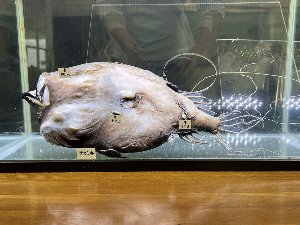 1匹のメスにオスが3匹も癒着している。 深海では雌雄が出会う機会が