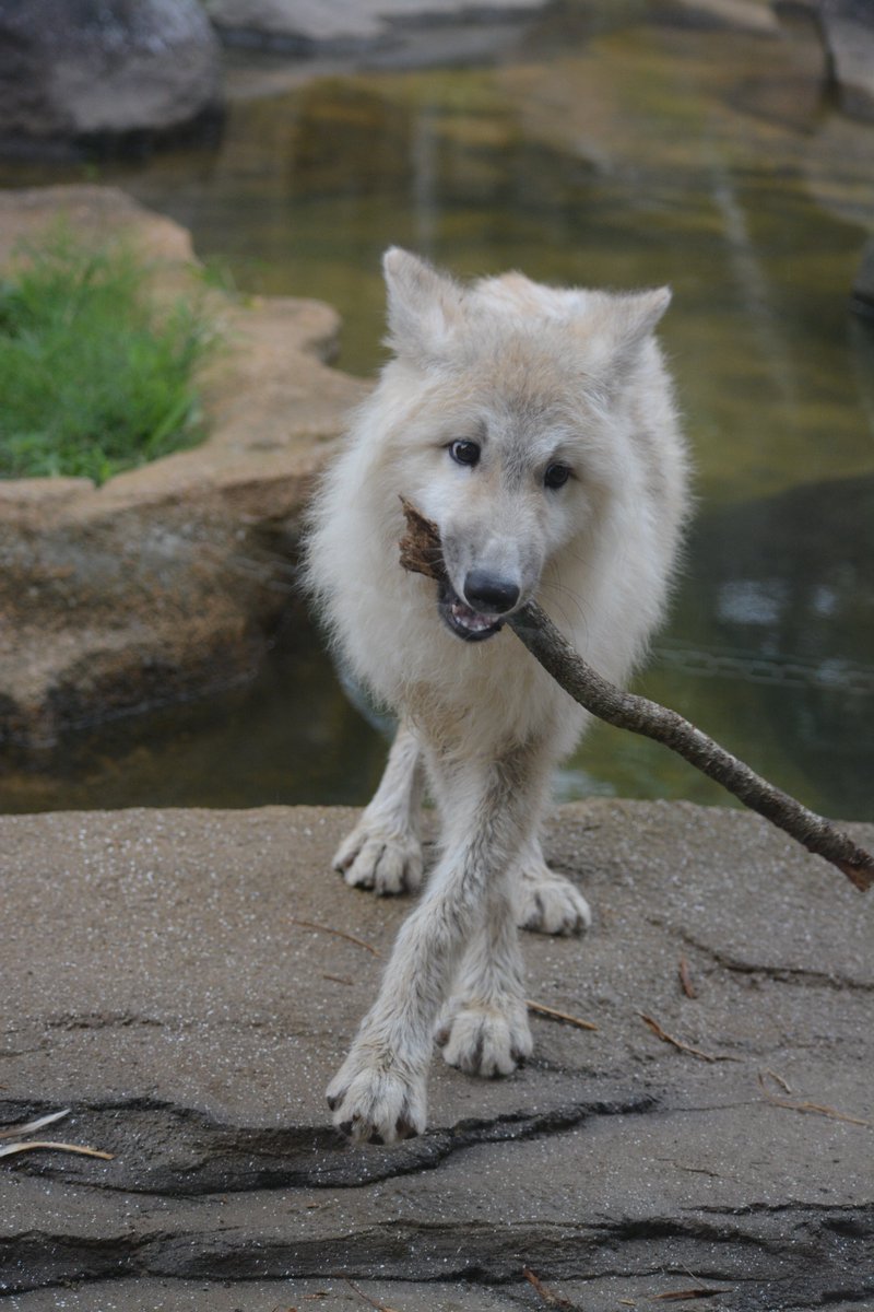 最終お値下げ シュタイフ ホッキョクオオカミ 最終お値下げ シュタイフ
