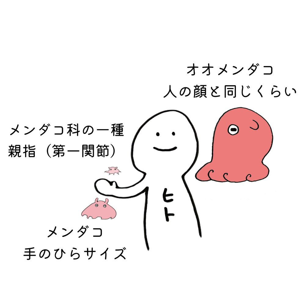 えのすいにいるメンダコ科の一種と これまでに会ったメンダコのなかま