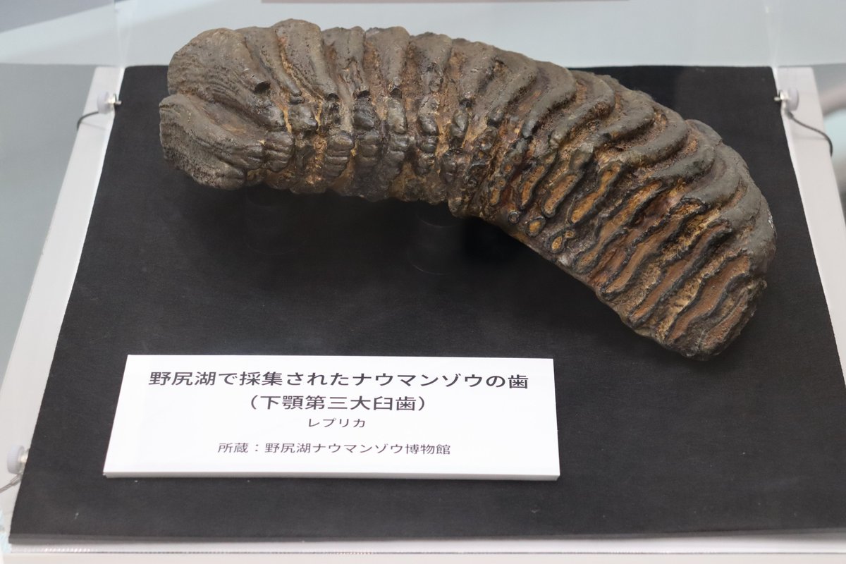 秋の企画展「地球時間の旅 ～石ころから何が見える⁉️～」開催中