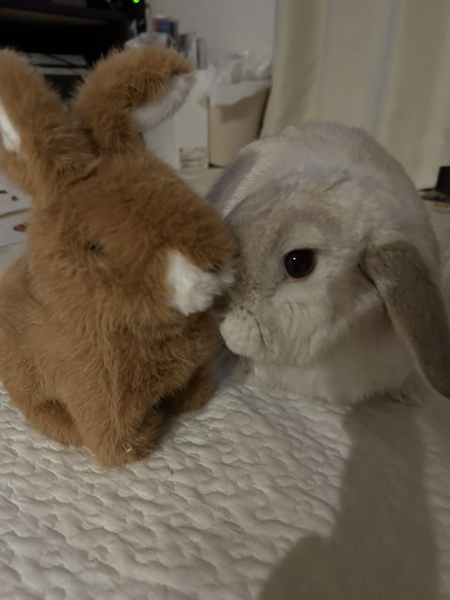 まふぃん君૮ ˙ ˟ ˙ ა (@LopMuffin) / Posts / X