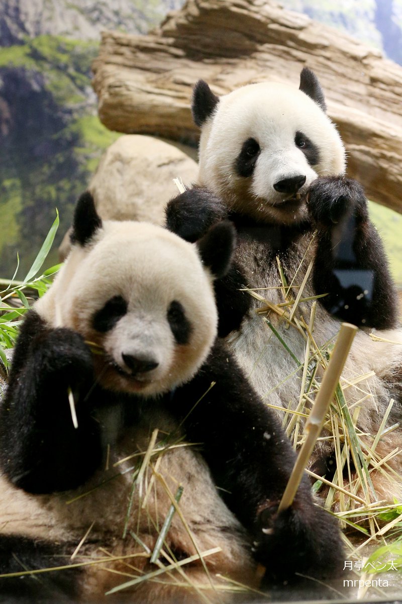 シャオシャオ レイレイ 2023.07.06 #上野動物園