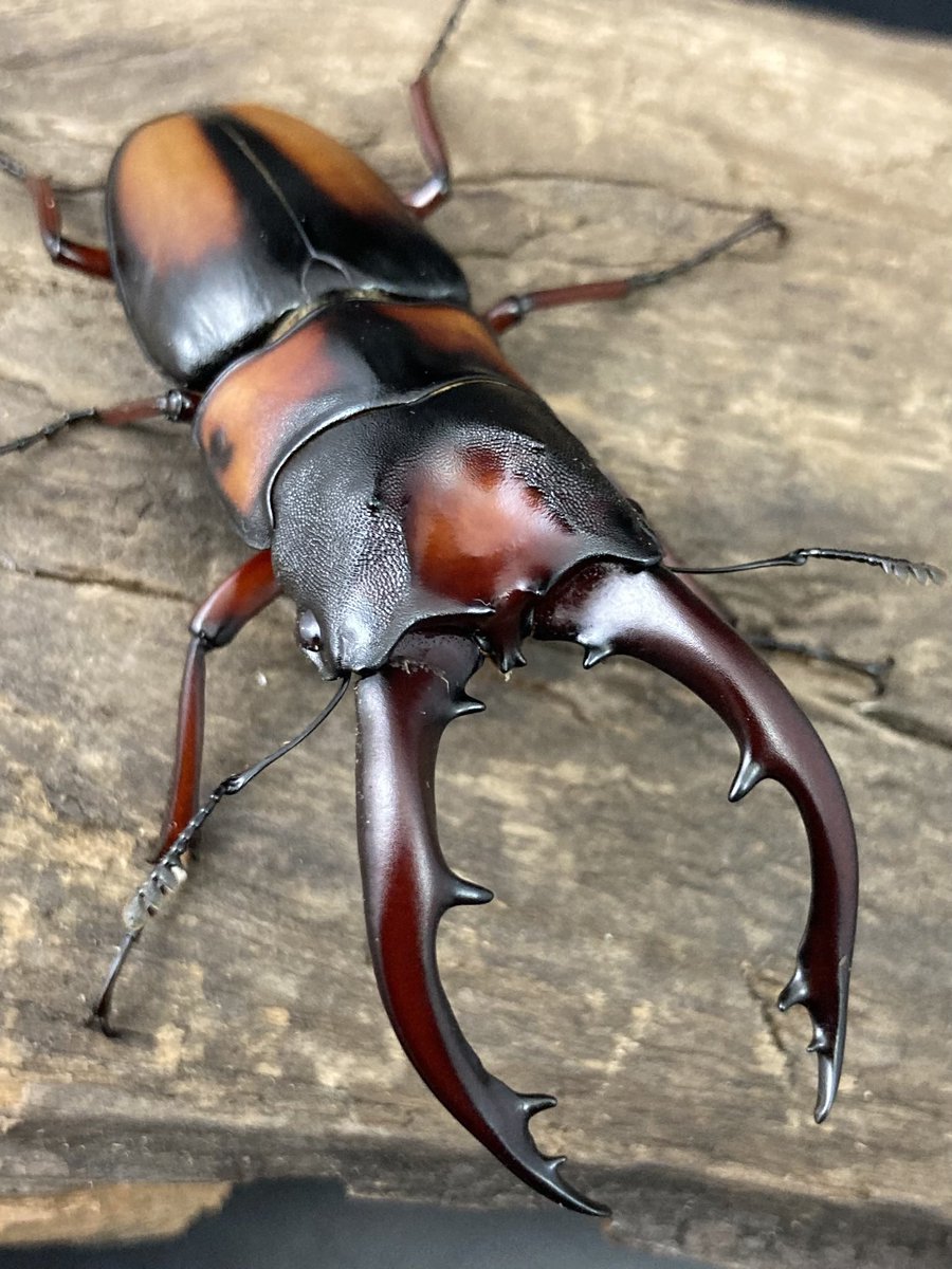 カブ太郎クワ次郎 (@1978insectkbkw) / Posts / X