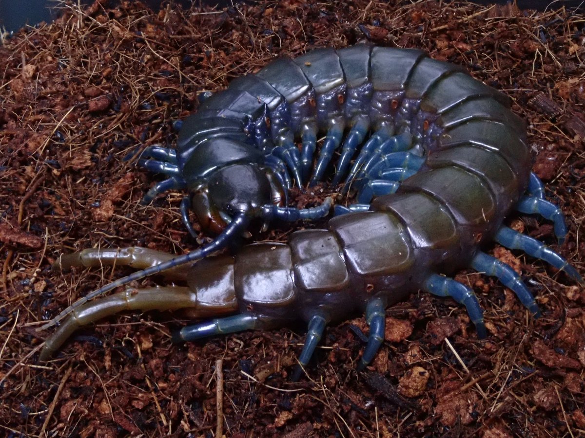 ガンバルオオムカデ (@Ethmostigmus) / Posts / X