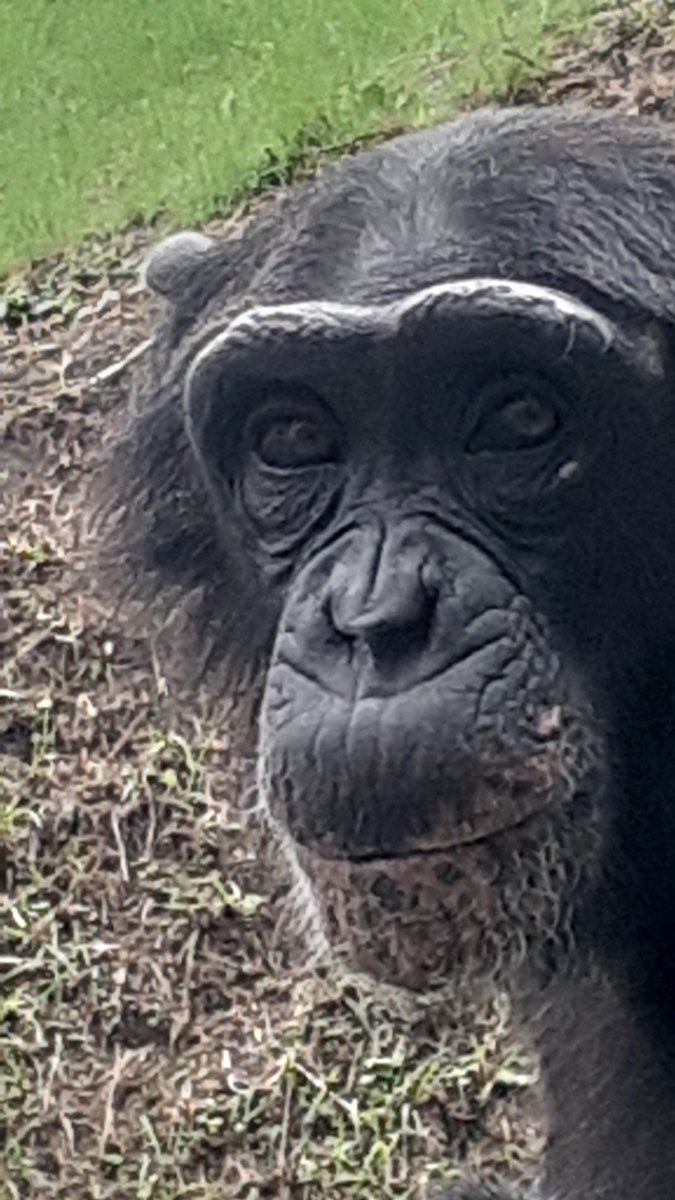 昨日のクイズの答えはチンパンジー、プリンちゃんの口でした‼️ パン