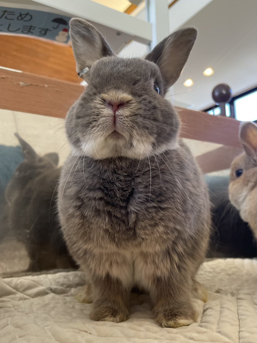 下からのアングルも魅力的 #ウサギ #ネザーランドドワーフ #おみそ