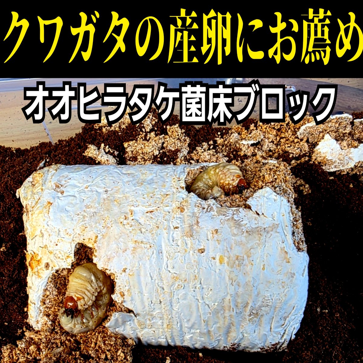 最強のカブトムシ☆クワガタマット作ってます！ (@kabutomusi_matt