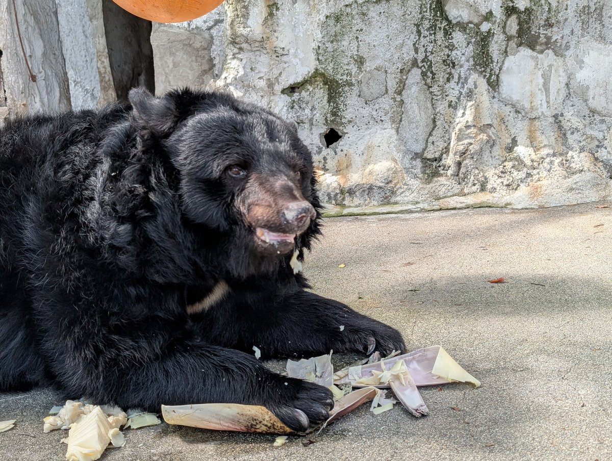 クマたちに #筍 をプレゼント！ ①ごろんと横になってかぶりついた