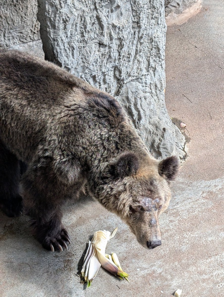 クマたちに #筍 をプレゼント！ ①ごろんと横になってかぶりついた