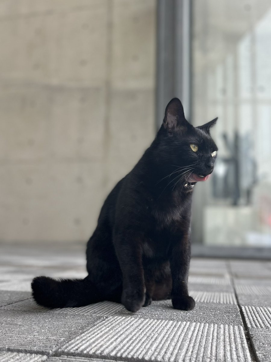 時をかける猫ニャ375 