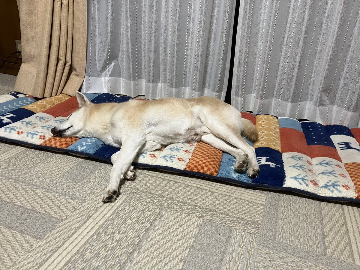 今日、三太郎を看ながらやった事。 何年も放置していた小さな絵に手を