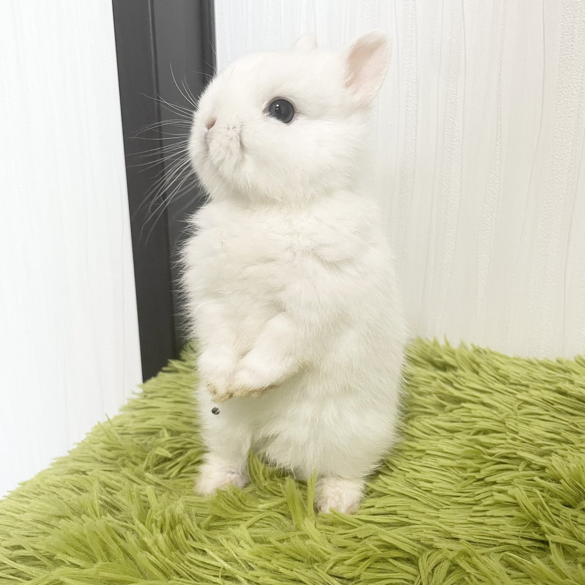 うさぎ専門ブリーダー White Rabbit (@whiterabbit_46) / Posts / X