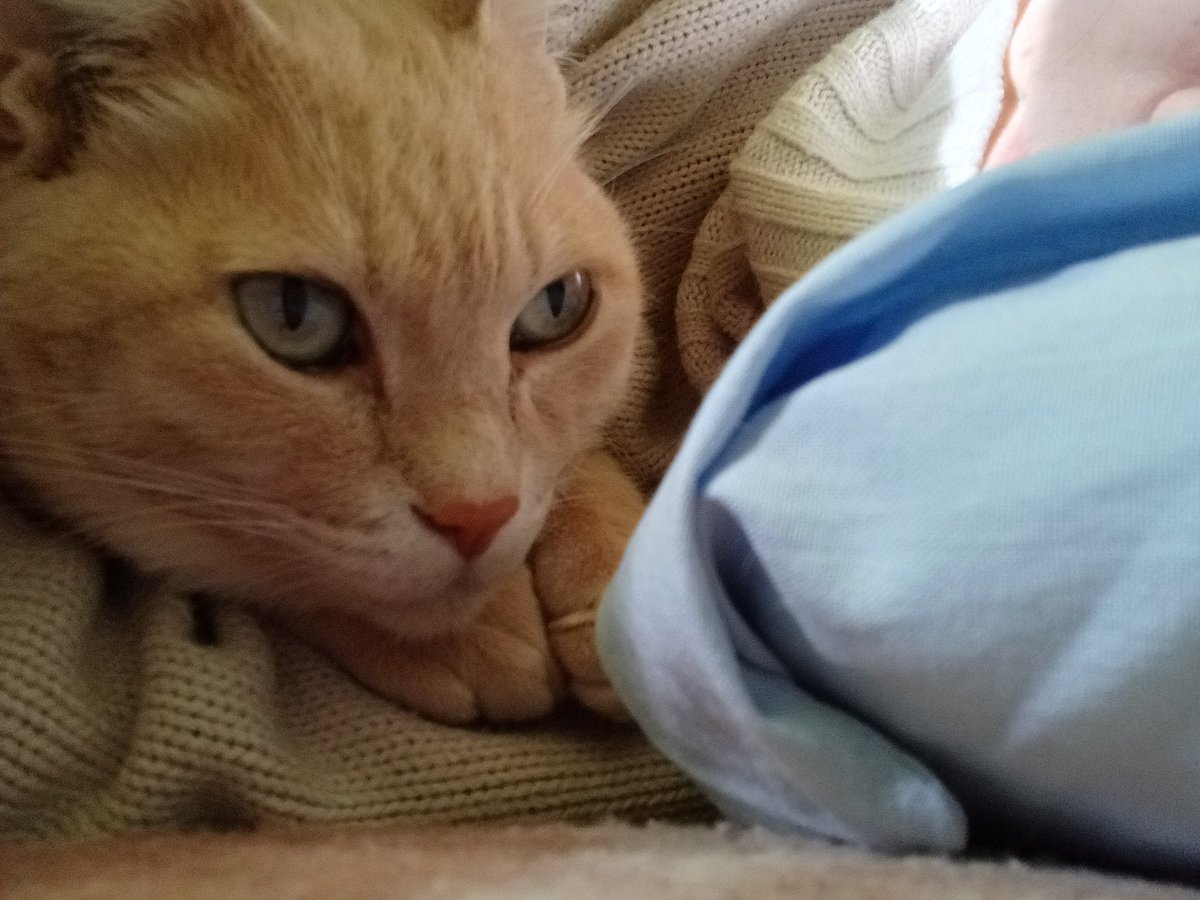 にゃー(飼い猫) (@Fl7m5NyhLHBzLcv) / Posts / X