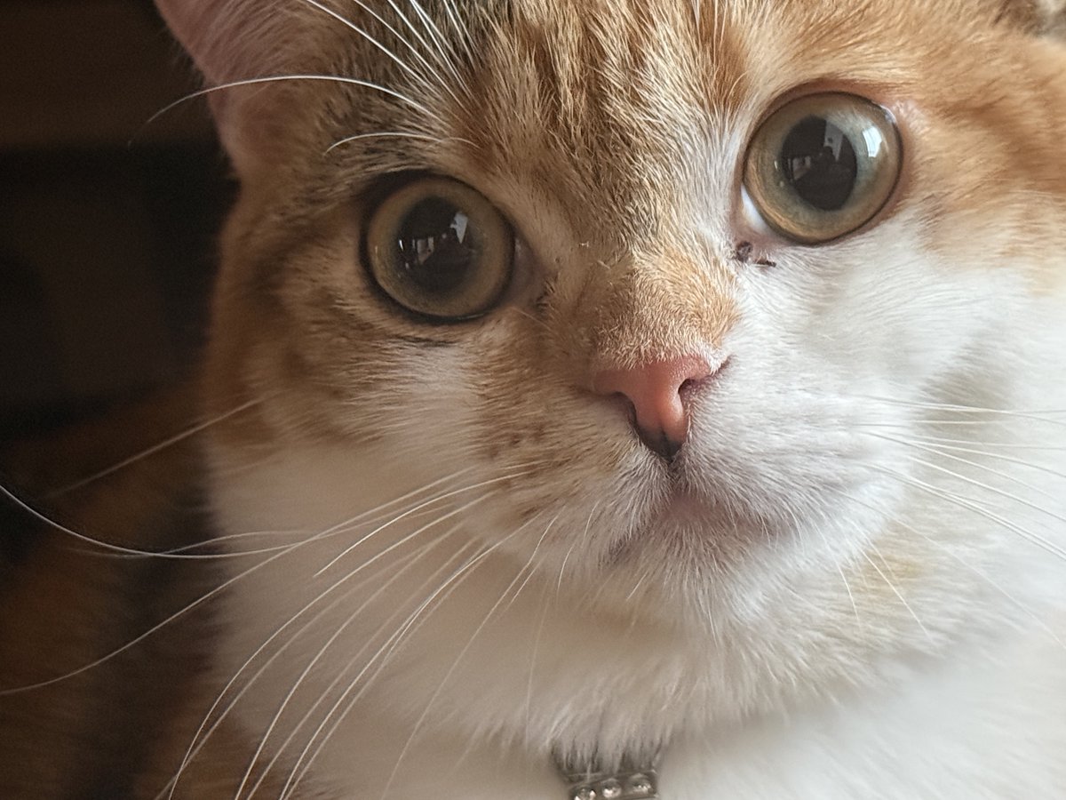 カド吉🥑 (@Eche_Gluck) / Highlights / X