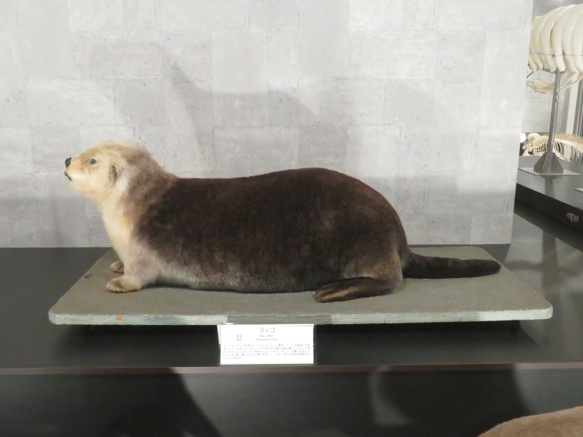 ラッコの標本 鳥羽水族館のデータベースによるとコタロウってなってる