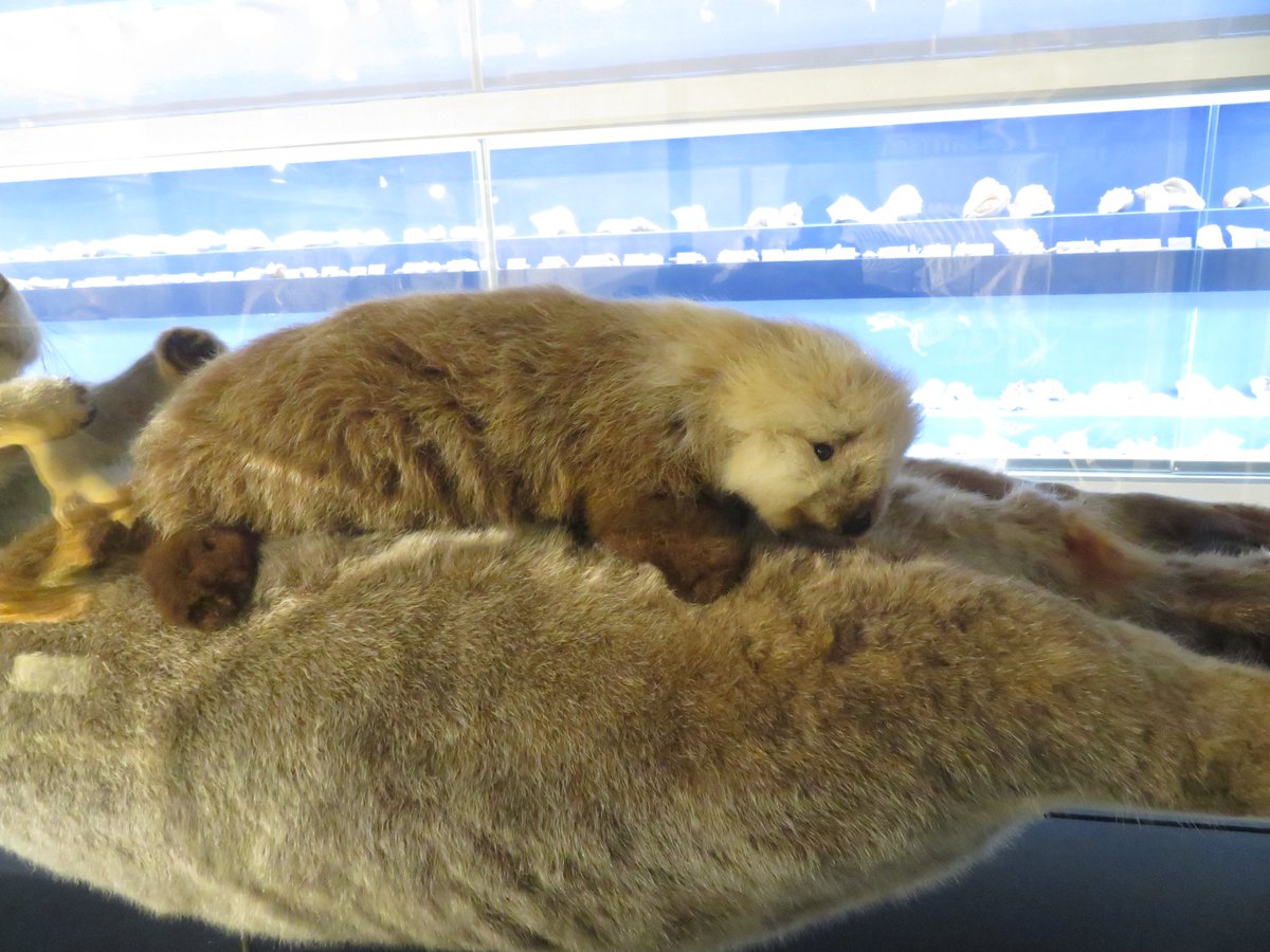 鳥羽水族館のラッコの親子の標本 あなたがメイちゃんのお母さんの
