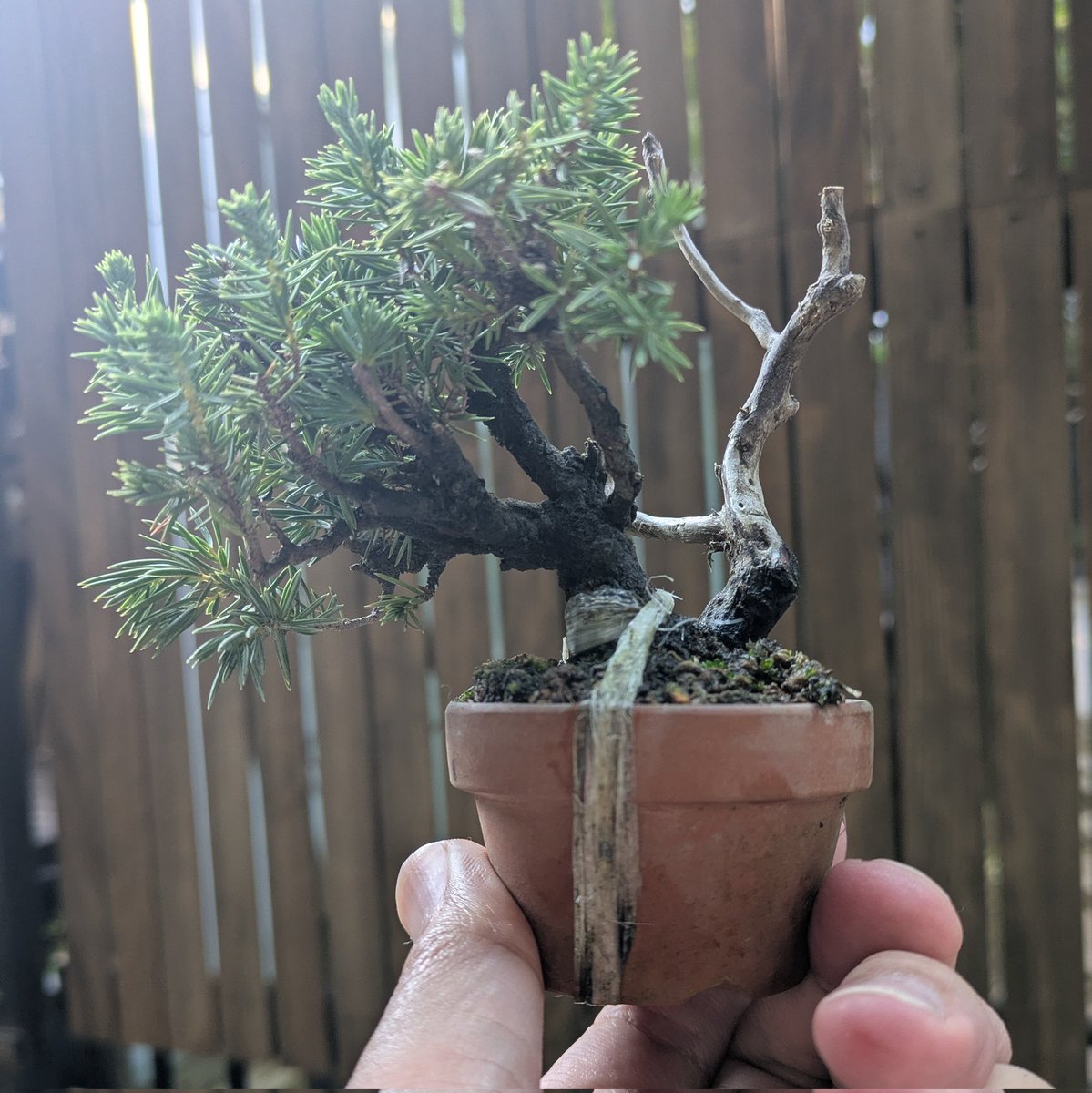 fujimax -盆栽HACKS- (@fujimax6) / Posts / X