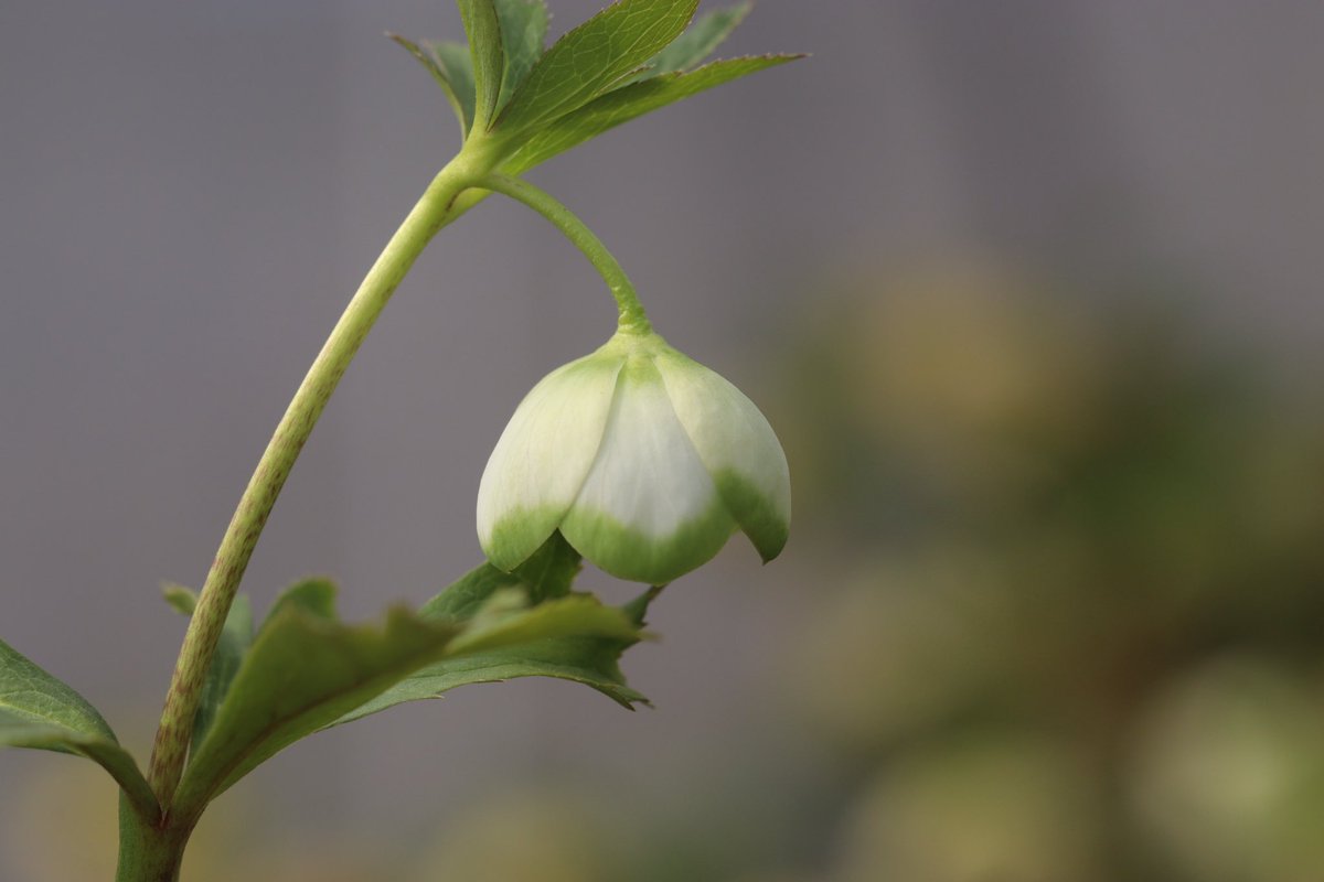 ohgi_nursery (@OhgiNursery) / Posts / X