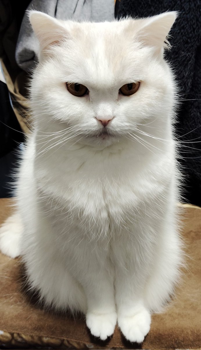 福ちゃん (@fukuchanwhite) on X