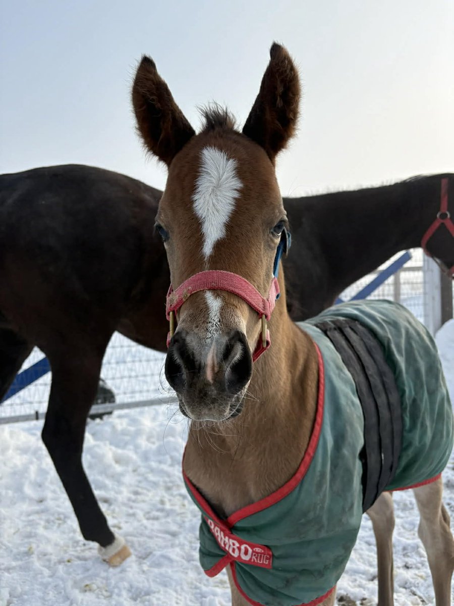 🎁プレゼント企画】 インザオベーション出産記念 現役時代のゼッケンを