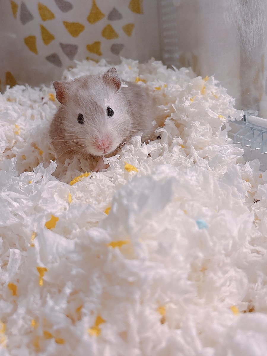 ハムちゃん🐹 (@nagihagiyubeshi) on X