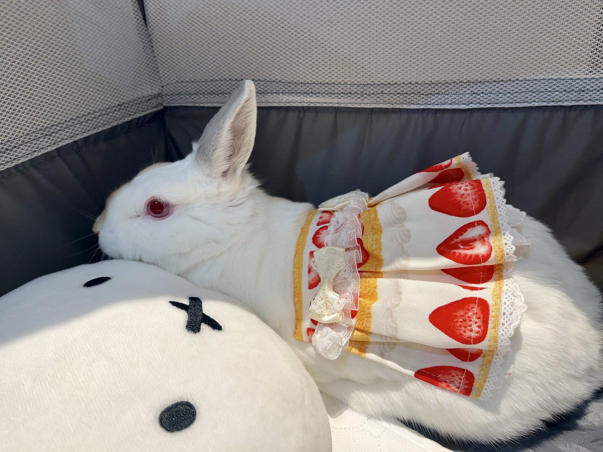 ふぶきちゃーーーーん😍😍😍 かわいいい！！！可愛すぎる…！！！