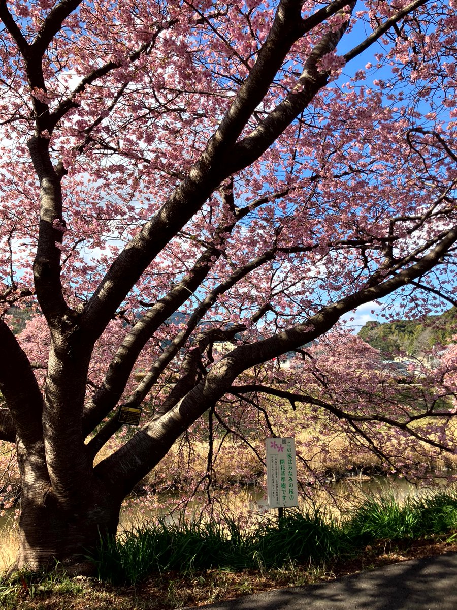ナウル屋 沼津・伊豆出張所です。 伊豆の最新情報をお知らせします