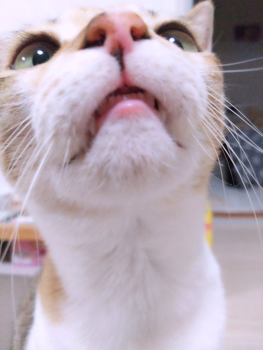 いろんな顔見せてくれた🤭 #ねこかわいいね