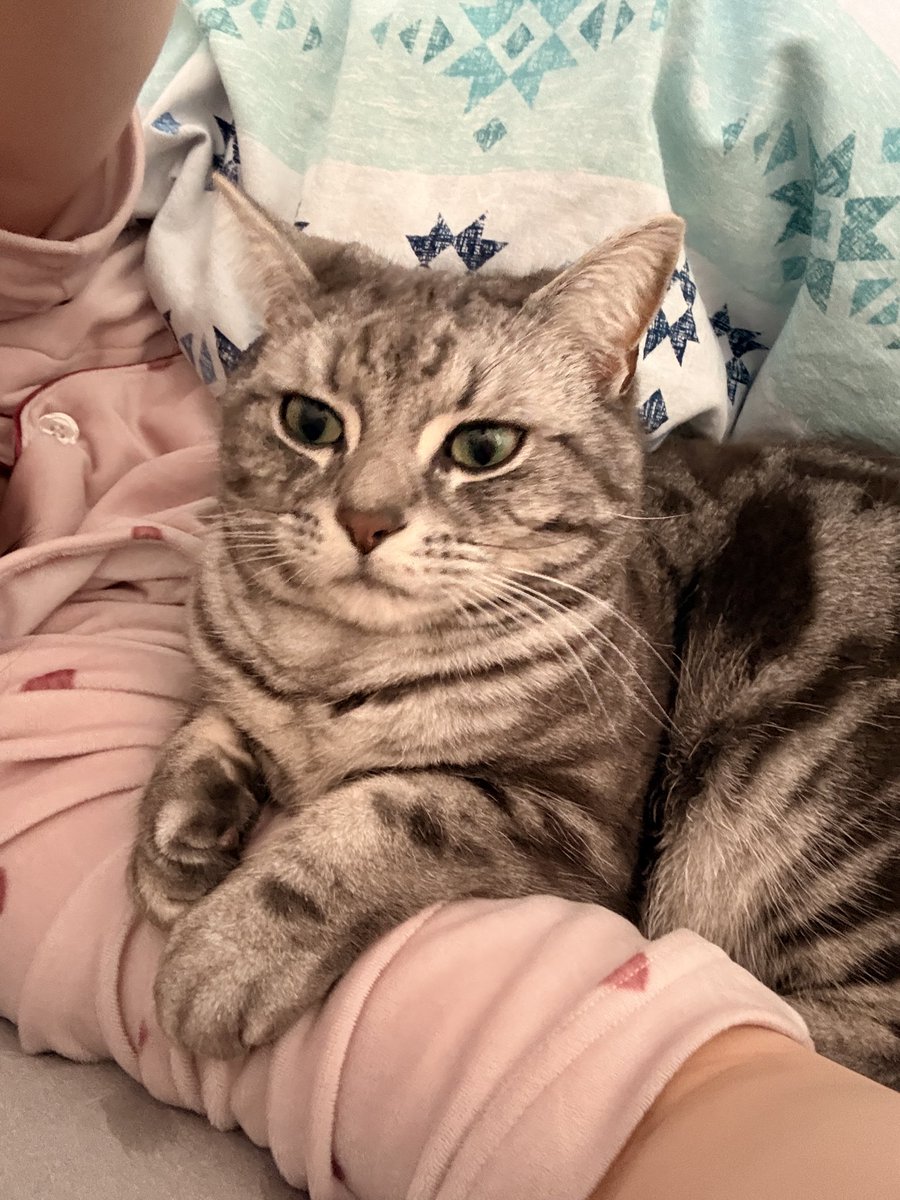 猫ストーカー🐈 #猫 #猫のいる暮らし #cat #猫のいる幸せ #アメショ