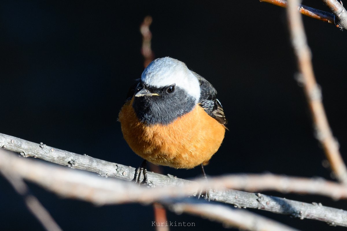 栗きんとん🌰 (@redzone178) / Posts / X