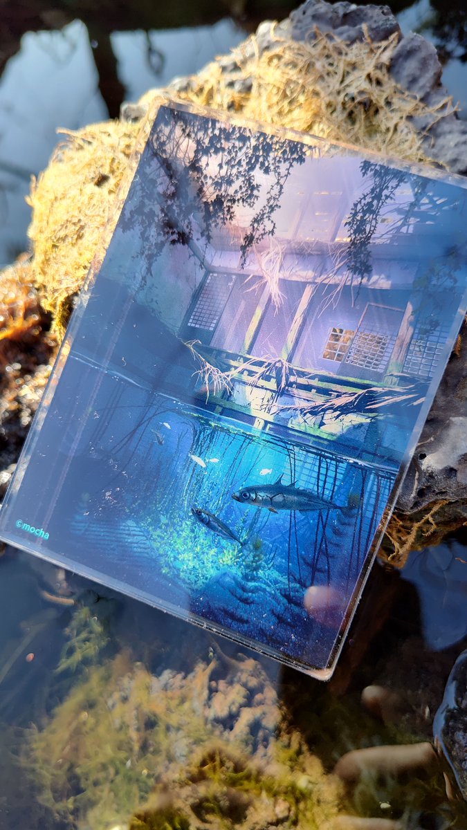 mocha (@mocha708) / Posts and Replies / X