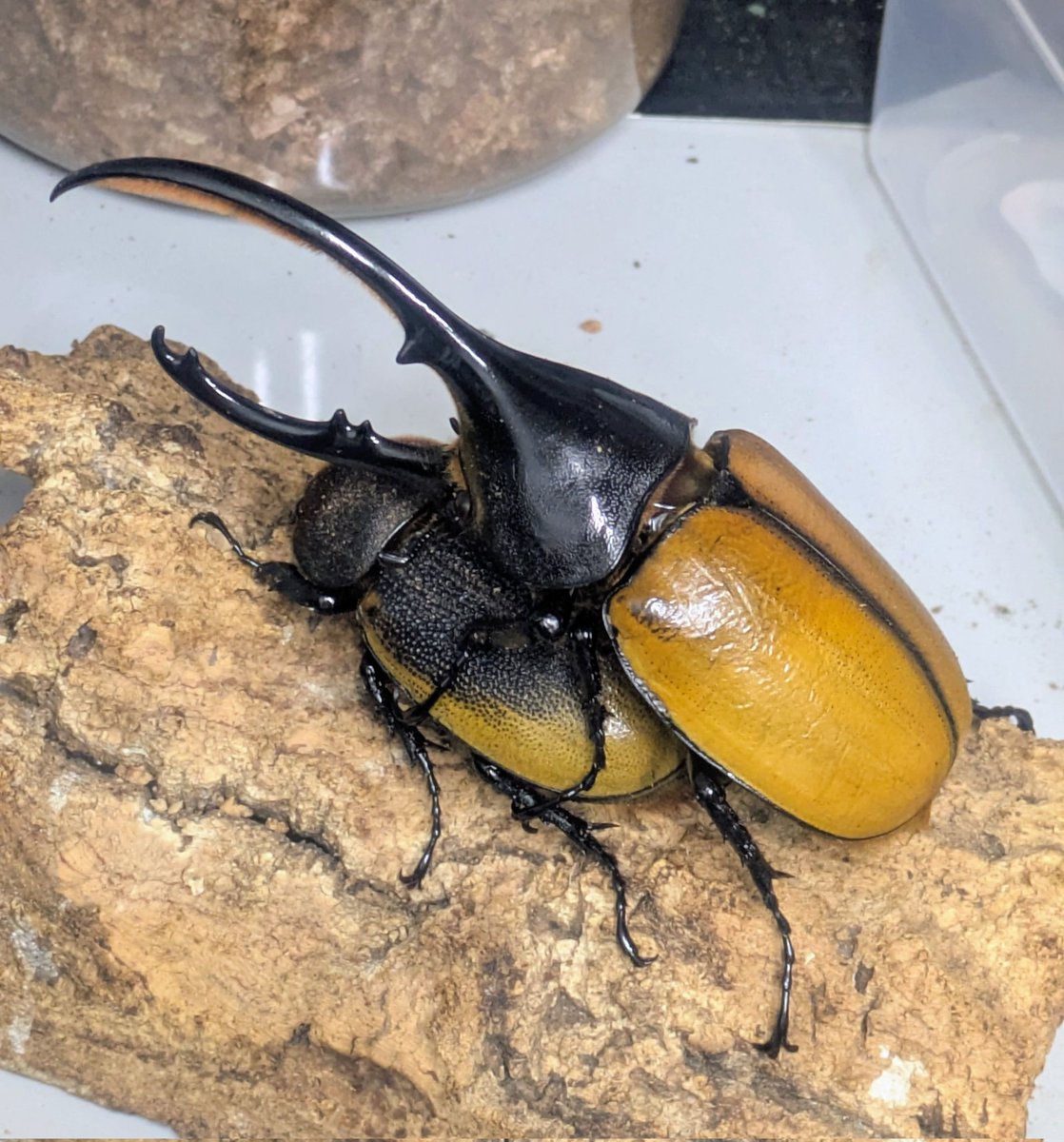 AKI (@AKI_hercules) / Posts / X