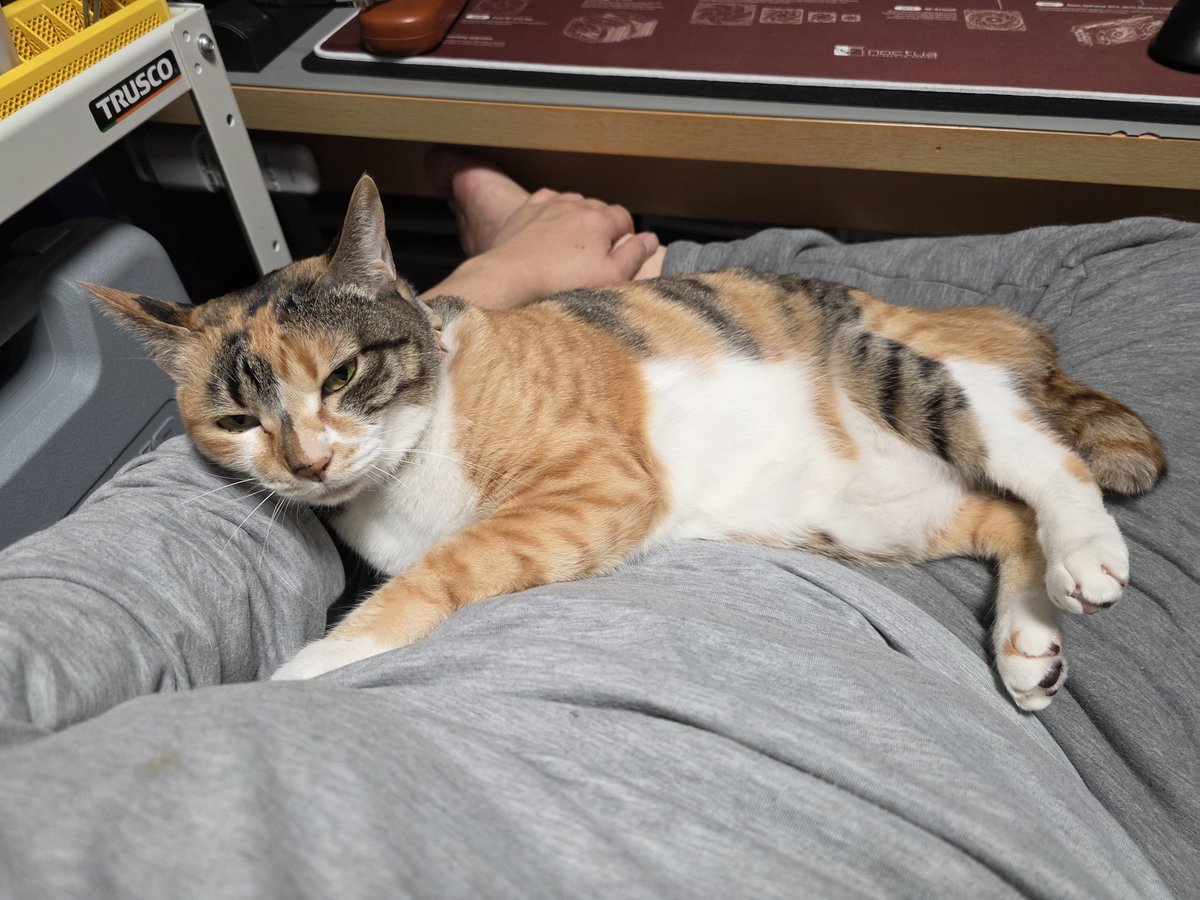 休日はねこさま乗せまくり