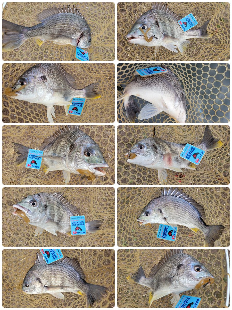 なしやん🎣万博22回 (@nashiyan747) / Posts / X