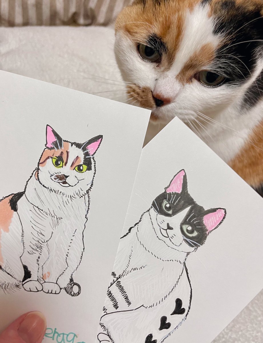 にゃんころもち (@sakura_nyancolo) / Posts / X