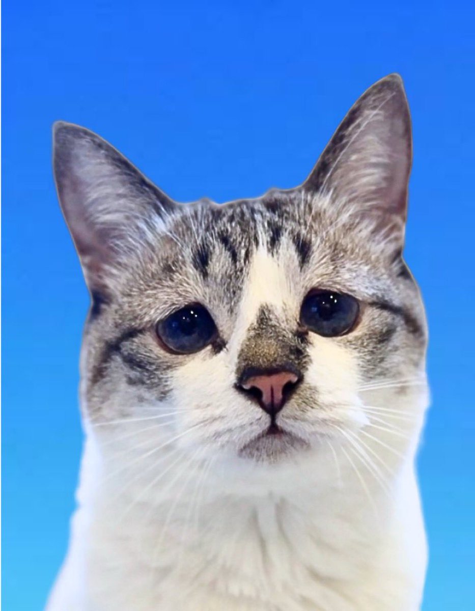 ぴえん猫ミント (@piennekomint) / Posts / X