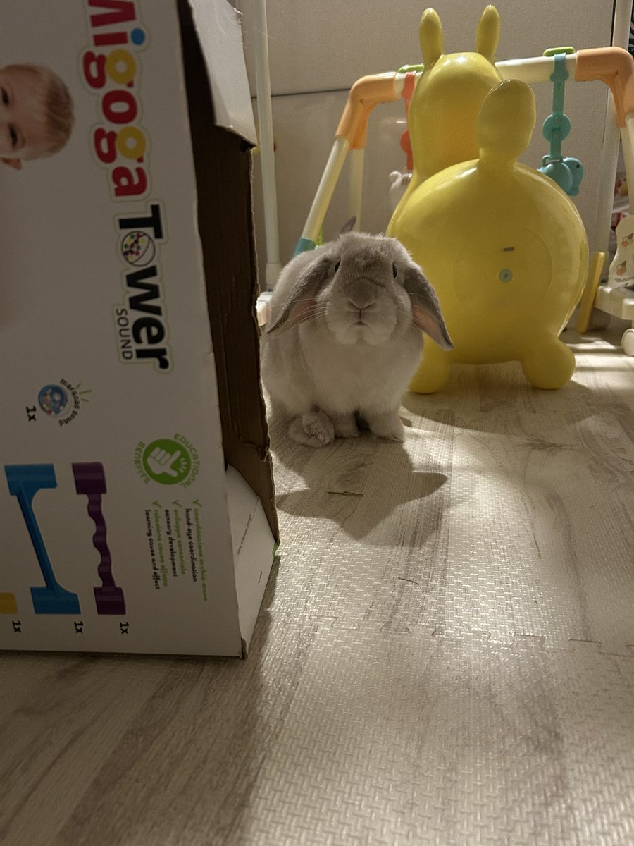 まふぃん君૮ ˙ ˟ ˙ ა (@LopMuffin) / Posts / X