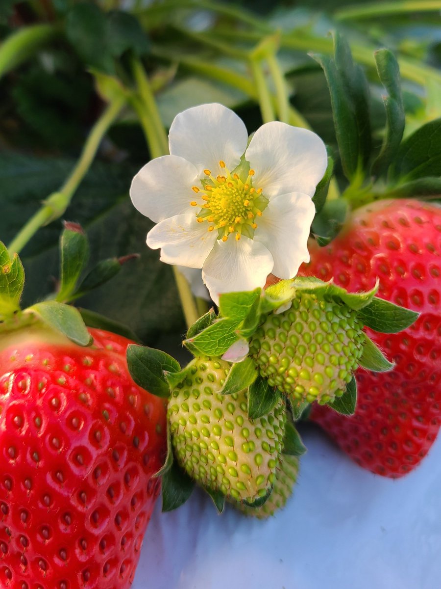 Flowers Community on X - 139.5K Members