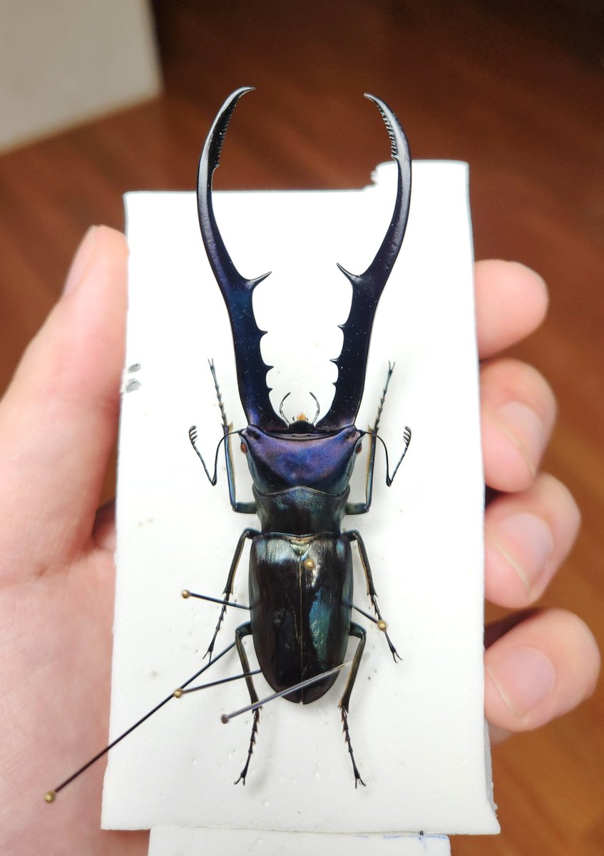 黒虫箱 (@Toshiyuki_MLK) / Posts / X