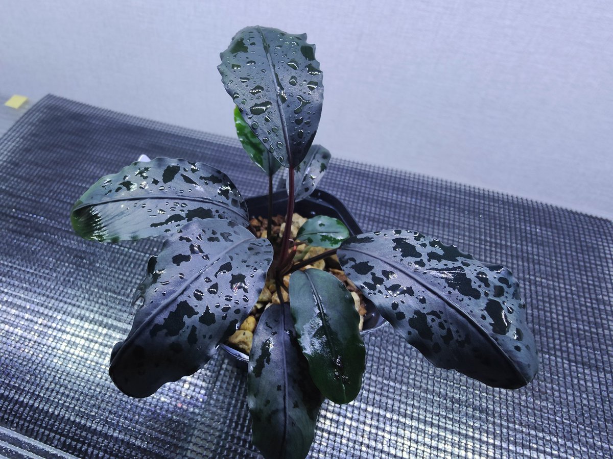 キボーデコ (@kiboudeko) / Posts / X