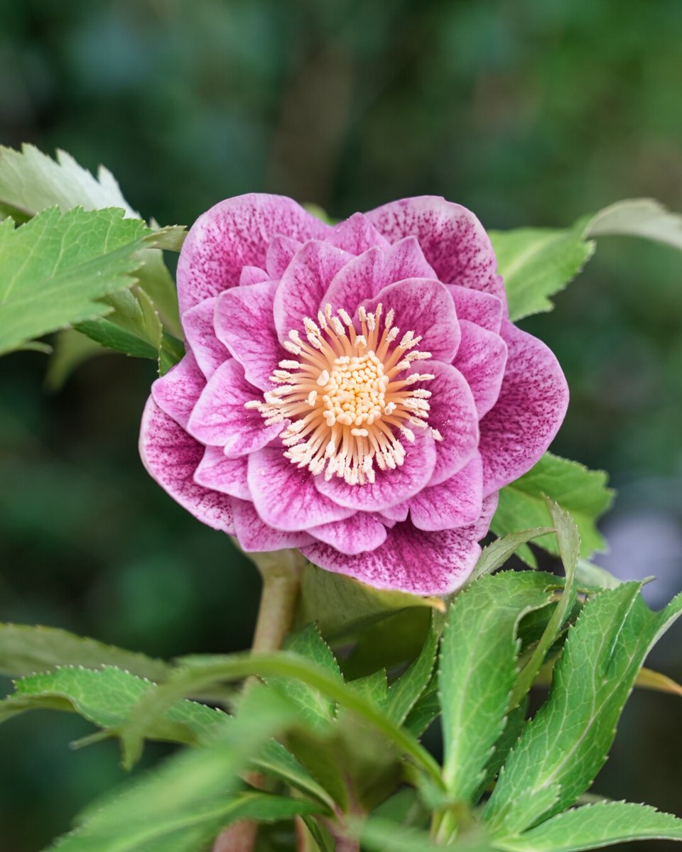 ♡広瀬園芸♡ 淡色ベビーピンク　ソレイユ系